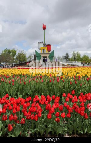 Die Stadt Tonami ist einer der führenden Hersteller von Tulpenzwiebeln. Das jährliche Tulpenfest findet jedes Jahr von Ende April bis Anfang Mai im Tonami Tulip Park statt. Die Tulpenmesse zeigt etwa 3 Millionen Tulpen, die in 600 verschiedenen Sorten in verschiedenen Farben und Sorten blühen, die bis ins Auge gefasst werden. Auf der Messe gab es einen 5 Meter hohen Tulpenbaum, schwimmende Tulpenschoten im Wasser, eine Tulpenförmige Aussichtsplattform, eine riesige Tulpenmauer und Gärten im niederländischen Stil. Das Hauptblumenbeet ist mit 210.000 Tulpen gefüllt, die alle in der Region angebaut werden. Das Festival zieht jährlich Tausende von Besuchern an Stockfoto