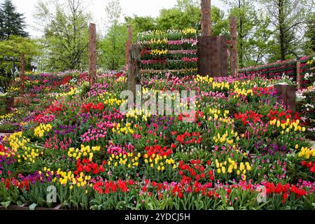 Die Stadt Tonami ist einer der führenden Hersteller von Tulpenzwiebeln. Das jährliche Tulpenfest findet jedes Jahr von Ende April bis Anfang Mai im Tonami Tulip Park statt. Die Tulpenmesse zeigt etwa 3 Millionen Tulpen, die in 600 verschiedenen Sorten in verschiedenen Farben und Sorten blühen, die bis ins Auge gefasst werden. Auf der Messe gab es einen 5 Meter hohen Tulpenbaum, schwimmende Tulpenschoten im Wasser, eine Tulpenförmige Aussichtsplattform, eine riesige Tulpenmauer und Gärten im niederländischen Stil. Das Hauptblumenbeet ist mit 210.000 Tulpen gefüllt, die alle in der Region angebaut werden. Das Festival zieht jährlich Tausende von Besuchern an Stockfoto