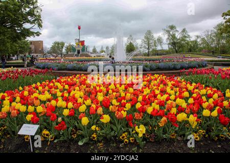 Die Stadt Tonami ist einer der führenden Hersteller von Tulpenzwiebeln. Das jährliche Tulpenfest findet jedes Jahr von Ende April bis Anfang Mai im Tonami Tulip Park statt. Die Tulpenmesse zeigt etwa 3 Millionen Tulpen, die in 600 verschiedenen Sorten in verschiedenen Farben und Sorten blühen, die bis ins Auge gefasst werden. Auf der Messe gab es einen 5 Meter hohen Tulpenbaum, schwimmende Tulpenschoten im Wasser, eine Tulpenförmige Aussichtsplattform, eine riesige Tulpenmauer und Gärten im niederländischen Stil. Das Hauptblumenbeet ist mit 210.000 Tulpen gefüllt, die alle in der Region angebaut werden. Das Festival zieht jährlich Tausende von Besuchern an Stockfoto