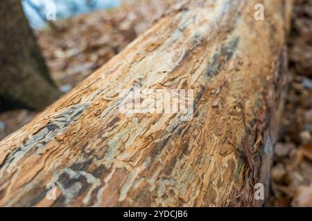 Nahaufnahme einer rauen Baumrinde in einem tschechischen Wald mit Anzeichen von Insektenschäden. Stockfoto