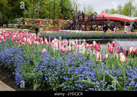 Die Stadt Tonami ist einer der führenden Hersteller von Tulpenzwiebeln. Das jährliche Tulpenfest findet jedes Jahr von Ende April bis Anfang Mai im Tonami Tulip Park statt. Die Tulpenmesse zeigt etwa 3 Millionen Tulpen, die in 600 verschiedenen Sorten in verschiedenen Farben und Sorten blühen, die bis ins Auge gefasst werden. Auf der Messe gab es einen 5 Meter hohen Tulpenbaum, schwimmende Tulpenschoten im Wasser, eine Tulpenförmige Aussichtsplattform, eine riesige Tulpenmauer und Gärten im niederländischen Stil. Das Hauptblumenbeet ist mit 210.000 Tulpen gefüllt, die alle in der Region angebaut werden. Das Festival zieht jährlich Tausende von Besuchern an Stockfoto