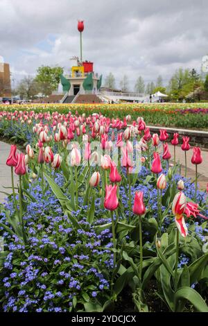 Die Stadt Tonami ist einer der führenden Hersteller von Tulpenzwiebeln. Das jährliche Tulpenfest findet jedes Jahr von Ende April bis Anfang Mai im Tonami Tulip Park statt. Die Tulpenmesse zeigt etwa 3 Millionen Tulpen, die in 600 verschiedenen Sorten in verschiedenen Farben und Sorten blühen, die bis ins Auge gefasst werden. Auf der Messe gab es einen 5 Meter hohen Tulpenbaum, schwimmende Tulpenschoten im Wasser, eine Tulpenförmige Aussichtsplattform, eine riesige Tulpenmauer und Gärten im niederländischen Stil. Das Hauptblumenbeet ist mit 210.000 Tulpen gefüllt, die alle in der Region angebaut werden. Das Festival zieht jährlich Tausende von Besuchern an Stockfoto