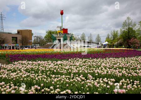 Die Stadt Tonami ist einer der führenden Hersteller von Tulpenzwiebeln. Das jährliche Tulpenfest findet jedes Jahr von Ende April bis Anfang Mai im Tonami Tulip Park statt. Die Tulpenmesse zeigt etwa 3 Millionen Tulpen, die in 600 verschiedenen Sorten in verschiedenen Farben und Sorten blühen, die bis ins Auge gefasst werden. Auf der Messe gab es einen 5 Meter hohen Tulpenbaum, schwimmende Tulpenschoten im Wasser, eine Tulpenförmige Aussichtsplattform, eine riesige Tulpenmauer und Gärten im niederländischen Stil. Das Hauptblumenbeet ist mit 210.000 Tulpen gefüllt, die alle in der Region angebaut werden. Das Festival zieht jährlich Tausende von Besuchern an Stockfoto