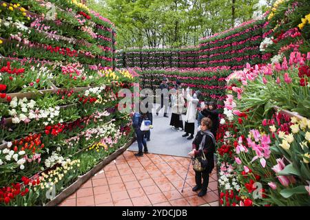 Die Stadt Tonami ist einer der führenden Hersteller von Tulpenzwiebeln. Das jährliche Tulpenfest findet jedes Jahr von Ende April bis Anfang Mai im Tonami Tulip Park statt. Die Tulpenmesse zeigt etwa 3 Millionen Tulpen, die in 600 verschiedenen Sorten in verschiedenen Farben und Sorten blühen, die bis ins Auge gefasst werden. Auf der Messe gab es einen 5 Meter hohen Tulpenbaum, schwimmende Tulpenschoten im Wasser, eine Tulpenförmige Aussichtsplattform, eine riesige Tulpenmauer und Gärten im niederländischen Stil. Das Hauptblumenbeet ist mit 210.000 Tulpen gefüllt, die alle in der Region angebaut werden. Das Festival zieht jährlich Tausende von Besuchern an Stockfoto
