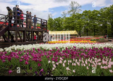 Die Stadt Tonami ist einer der führenden Hersteller von Tulpenzwiebeln. Das jährliche Tulpenfest findet jedes Jahr von Ende April bis Anfang Mai im Tonami Tulip Park statt. Die Tulpenmesse zeigt etwa 3 Millionen Tulpen, die in 600 verschiedenen Sorten in verschiedenen Farben und Sorten blühen, die bis ins Auge gefasst werden. Auf der Messe gab es einen 5 Meter hohen Tulpenbaum, schwimmende Tulpenschoten im Wasser, eine Tulpenförmige Aussichtsplattform, eine riesige Tulpenmauer und Gärten im niederländischen Stil. Das Hauptblumenbeet ist mit 210.000 Tulpen gefüllt, die alle in der Region angebaut werden. Das Festival zieht jährlich Tausende von Besuchern an Stockfoto