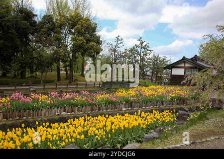 Die Stadt Tonami ist einer der führenden Hersteller von Tulpenzwiebeln. Das jährliche Tulpenfest findet jedes Jahr von Ende April bis Anfang Mai im Tonami Tulip Park statt. Die Tulpenmesse zeigt etwa 3 Millionen Tulpen, die in 600 verschiedenen Sorten in verschiedenen Farben und Sorten blühen, die bis ins Auge gefasst werden. Auf der Messe gab es einen 5 Meter hohen Tulpenbaum, schwimmende Tulpenschoten im Wasser, eine Tulpenförmige Aussichtsplattform, eine riesige Tulpenmauer und Gärten im niederländischen Stil. Das Hauptblumenbeet ist mit 210.000 Tulpen gefüllt, die alle in der Region angebaut werden. Das Festival zieht jährlich Tausende von Besuchern an Stockfoto