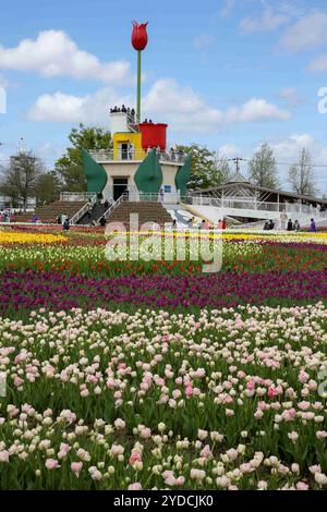 Die Stadt Tonami ist einer der führenden Hersteller von Tulpenzwiebeln. Das jährliche Tulpenfest findet jedes Jahr von Ende April bis Anfang Mai im Tonami Tulip Park statt. Die Tulpenmesse zeigt etwa 3 Millionen Tulpen, die in 600 verschiedenen Sorten in verschiedenen Farben und Sorten blühen, die bis ins Auge gefasst werden. Auf der Messe gab es einen 5 Meter hohen Tulpenbaum, schwimmende Tulpenschoten im Wasser, eine Tulpenförmige Aussichtsplattform, eine riesige Tulpenmauer und Gärten im niederländischen Stil. Das Hauptblumenbeet ist mit 210.000 Tulpen gefüllt, die alle in der Region angebaut werden. Das Festival zieht jährlich Tausende von Besuchern an Stockfoto
