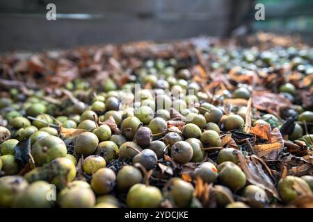 Äpfel und verwelkte Blätter werden in Containern auf dem Land gesammelt. Ökologischer Gartenbau, Nachhaltigkeit Stockfoto