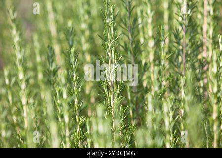 Frischer Rosmarin-Kräuteranbau Stockfoto