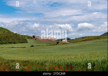 Gerstenfelder auf dem Weg zum spanischen Dorf Cirauqui. Abgesehen vom Camino Way Stockfoto