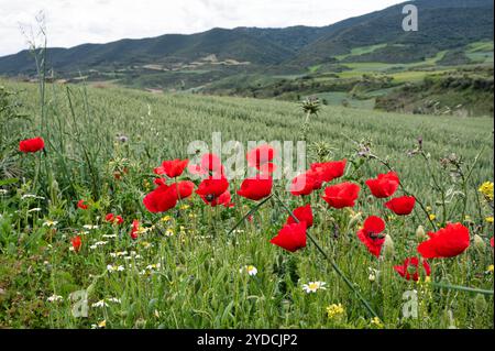Mohn und andere Wildblumen, die entlang des Camino Trail in nordspanien wachsen Stockfoto