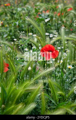 Mohn und andere Wildblumen, die entlang des Camino Trail in nordspanien wachsen Stockfoto