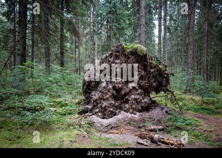 Baum mit freiliegenden gebrochenen Wurzeln, der während des Hurrikans mitten im Wald am Waldrand vom Wind gefällt wird Stockfoto