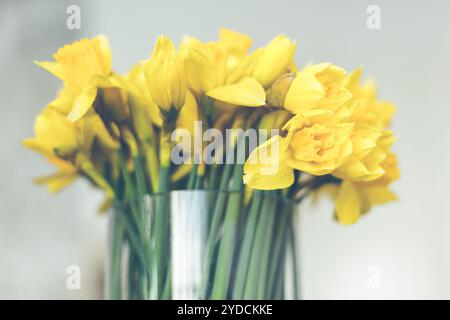 Gelbe Narzissen Blumenstrauß in einem Glas Vase Stockfoto