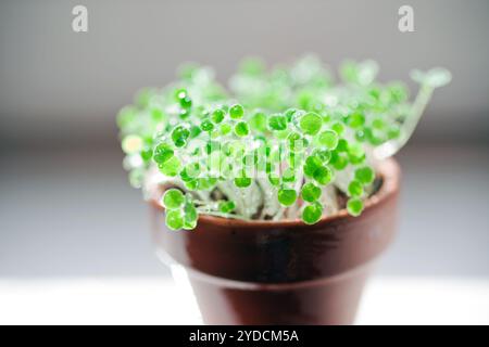 Wassertropfen auf grüne Sprossen Stockfoto