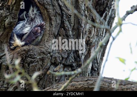 Waschbär im Versteck Einer Höhle im Baum Stockfoto