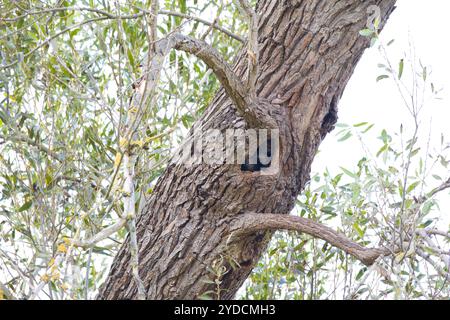 Waschbär im Versteck Einer Höhle im Baum Stockfoto