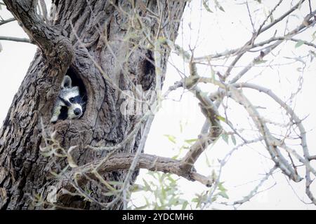 Waschbär im Versteck Einer Höhle im Baum Stockfoto