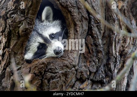 Waschbär im Versteck Einer Höhle im Baum Stockfoto