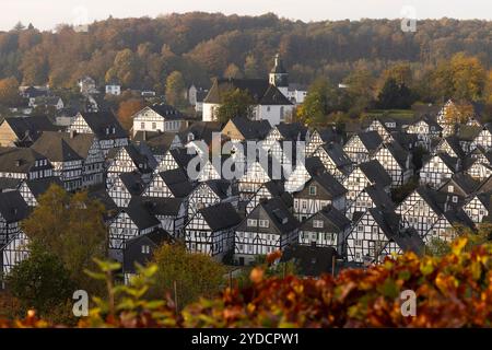 Herbstmorgen im Siegerland. Blick aus dem Kurpark auf die historische Altstadt von Freudenberg mit ihren Fachwerkhäusern. Oberhalb der Altstadt befindet sich die EV Kirche. Herbst im Siegerland am 26.10.2024 in Freudenberg/Deutschland. *** Herbstmorgen im Siegerland Blick von den Kurgärten auf die historische Altstadt Freudenbergs mit ihren Fachwerkhäusern über der Altstadt ist die EV-Kirche Herbst im Siegerland am 26 10 2024 in Freudenberg Deutschland Stockfoto