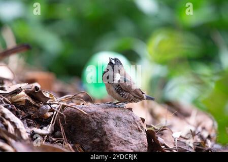 BRONZE MANNIKIN -Lonchura cucullata - Kasangati, Kampala Uganda Stockfoto