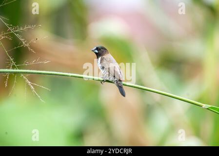 BRONZE MANNIKIN -Lonchura cucullata - Kasangati, Kampala Uganda Stockfoto