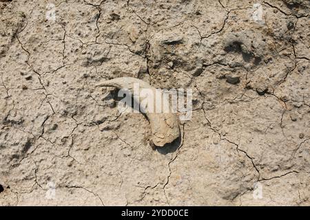 Santarem, Brasilien. November 2023. Die Dürre zeigt das Horn eines Tieres in Santa Maria do Tapara. Zwischen September und November 2023 erlebte das Amazonasgebiet eine beispiellose Dürre. Brände verwüsteten Flora und Fauna, und viele Gemeinden waren vom Rest der Welt abgeschnitten, da sie auf ausgetrockneten Wasserstraßen angewiesen sind. (Foto: Apolline Guillerot-Malick/SOPA Images/SIPA USA) Credit: SIPA USA/Alamy Live News Stockfoto