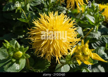 Gelbe Dahlien-Encore (Dahlia cultorum) Stockfoto