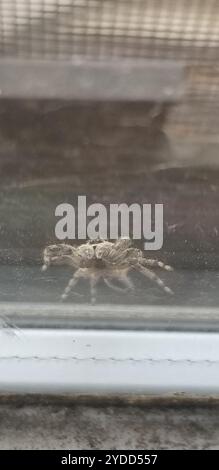 Tan Jumping Spider (Platycryptus undatus) Stockfoto