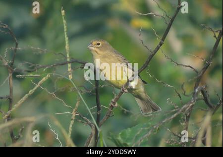 Grünlandgelbfink (Sicalis luteola) Stockfoto