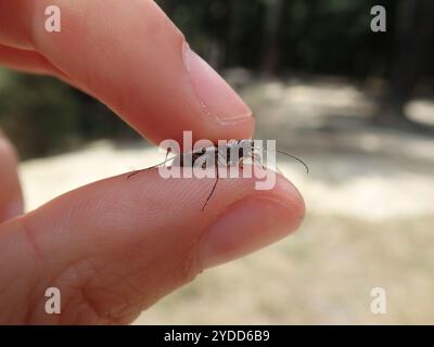 Neuseeland gemeiner Tigerkäfer (Neocicindela tuberculata) Stockfoto