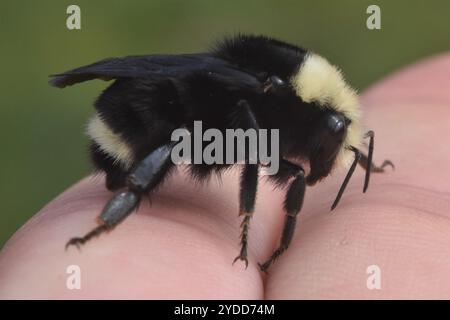 Gelbe Hummel (Bombus vosnesenskii) Stockfoto