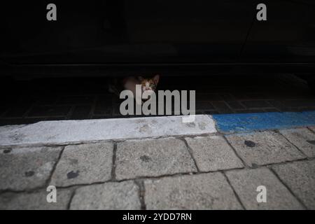 Eine streunende Katze in der Nachbarschaft Neve Tzedek in Tel Aviv, Israel, am 15. Oktober 2024. Foto: Raquel G. Frohlich. Stockfoto