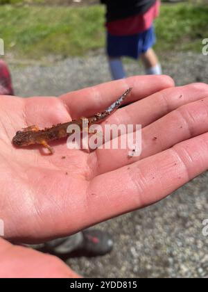 Oregon Ensatina (Ensatina eschscholtzii oregonensis) Stockfoto