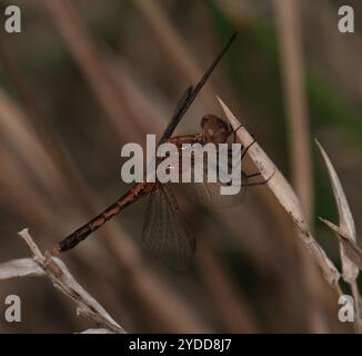 Little Blue Dragonlet (Erythrodiplax minuscula) Stockfoto