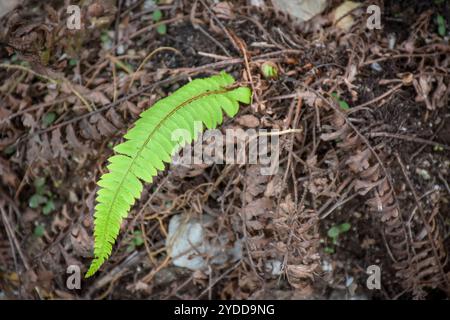 Einsamer grüner Himalaya-Schwertfarn Stockfoto