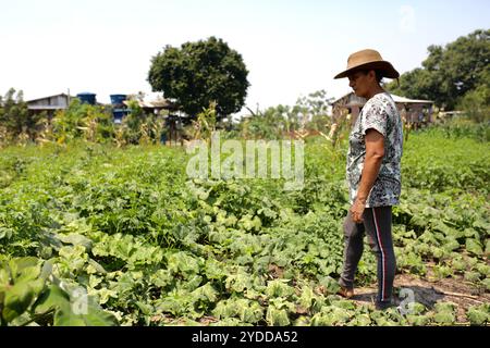 Santarem, Para, Brasilien. November 2023. Die Landwirtin Sultana Almeida Souza untersucht das Ausmaß der Schäden auf ihrem Feld am Ufer des Flusses TaparÃ in Santa Maria do Tapara, Brasilien. Zwischen September und November 2023 erlebte das Amazonasgebiet eine beispiellose Dürre. Brände verwüsteten Flora und Fauna, und viele Gemeinden waren vom Rest der Welt abgeschnitten, da sie auf ausgetrockneten Wasserstraßen angewiesen sind. (Credit Image: © Apolline Guillerot-Malick/SOPA Images via ZUMA Press Wire) NUR REDAKTIONELLE VERWENDUNG! Nicht für kommerzielle ZWECKE! Stockfoto