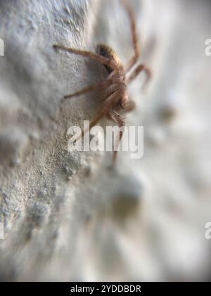 Eurasische Laufkrabbenspinne (Philodromus dispar) Stockfoto