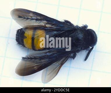 Haarige Scoliid Wasp (Scolia hirta) Stockfoto