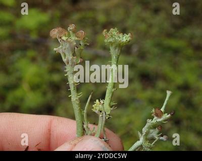 Gebräunte Pixie Flechten (Cladonia gracilis turbinata) Stockfoto