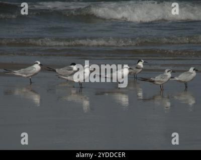 Schneekrone (Sterna trudeaui) Stockfoto