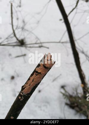 Rosigen Kruste (Peniophora incarnata) Stockfoto