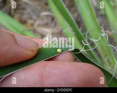 Yucca Giant-Skipper (Megathymus yuccae) Stockfoto