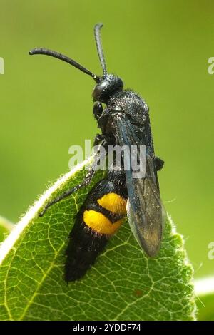 Haarige Scoliid Wasp (Scolia hirta) Stockfoto
