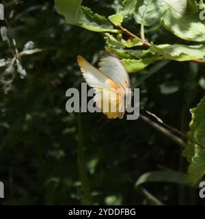 Östliche gepunktete Grenze (Mylothris agathina) Stockfoto