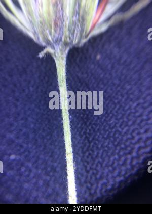 Gewöhnlicher Kraut (Hieracium lachenalii) Stockfoto