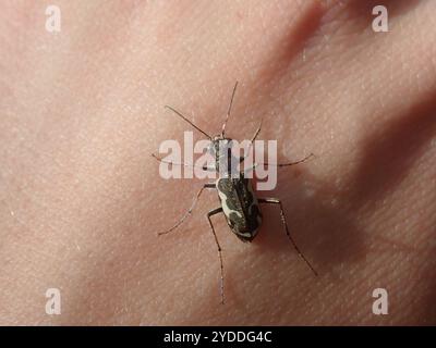 Neuseeland gemeiner Tigerkäfer (Neocicindela tuberculata) Stockfoto