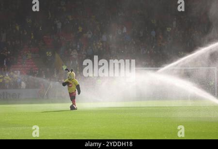 Watford Maskottchen Harry the Hornet auf dem Spielfeld, während die Sprinkler das Spielfeld vor dem Sky Bet Championship Match in der Vicarage Road, Watford, bewässern. Bilddatum: Samstag, 26. Oktober 2024. Stockfoto