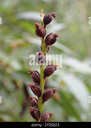 Zwiebeln-Orchideen (Microtis unifolia) Stockfoto