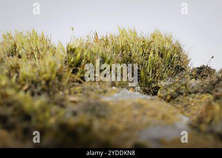 Heide-Sternmoos (Campylopus introflexus) Stockfoto